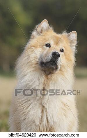 Eurasier, male, 9 years, portrait, North Rhine-Westphalia, Germany, Europe View Large Photo Image Stock Image - Eurasier, male, 9 years, portrait, North Rhine-Westphalia, Germany, Europe. Fotosearch