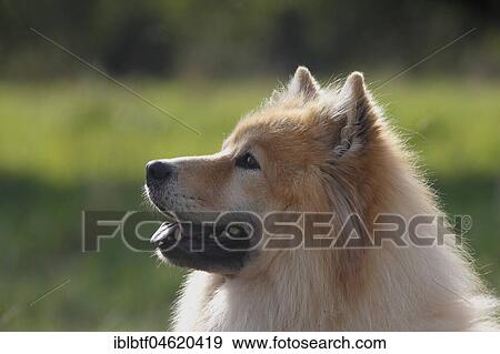 Eurasier, male, 9 years, portrait, North Rhine-Westphalia, Germany, Europe View Large Photo Image Stock Photo - Eurasier, male, 9 years, portrait, North Rhine-Westphalia, Germany, Europe. Fotosearch