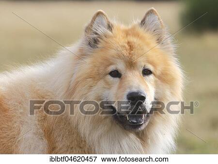 Eurasier, male, 9 years, portrait, North Rhine-Westphalia, Germany, Europe View Large Photo Image Stock Photo - Eurasier, male, 9 years, portrait, North Rhine-Westphalia, Germany, Europe. Fotosearch