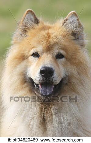 Eurasier, male, 9 years, portrait, North Rhine-Westphalia, Germany, Europe View Large Photo Image Stock Photo - Eurasier, male, 9 years, portrait, North Rhine-Westphalia, Germany, Europe. Fotosearch