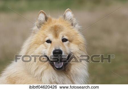 Eurasier, male, 9 years, portrait, North Rhine-Westphalia, Germany, Europe View Large Photo Image Stock Photograph - Eurasier, male, 9 years, portrait, North Rhine-Westphalia, Germany, Europe. Fotosearch
