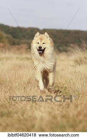 Eurasier, male, 9 years, running, North Rhine-Westphalia, Germany, Europe View Large Photo Image Stock Photo - Eurasier, male, 9 years, running, North Rhine-Westphalia, Germany, Europe. Fotosearch