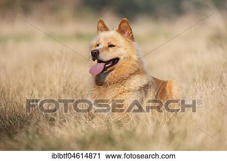 Eurasier Mongrel male 3 years old, Germany, Europe View Large Photo Image Stock Image - Eurasier Mongrel male 3 years old, Germany, Europe. Fotosearch