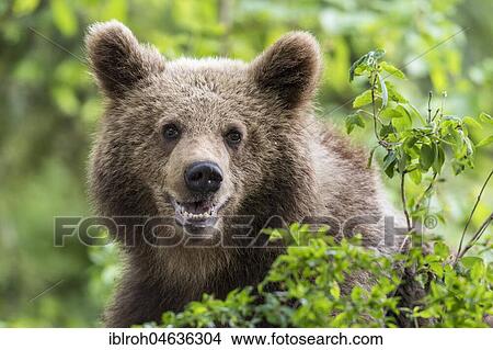 Picture - European brown bear (Ursus arctos arctos), animal portrait, Notranjska Region, Slovenia, Europe. Fotosearch
