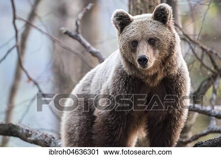 Stock Image - European brown bear (Ursus arctos arctos), Notranjska Region, Slovenia, Europe. Fotosearch