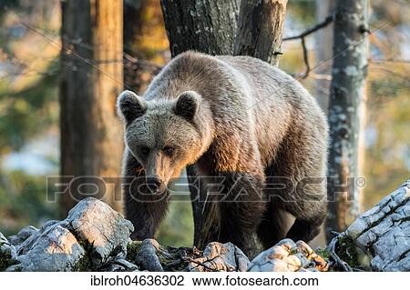 Stock Image - European brown bear (Ursus arctos arctos), Notranjska Region, Slovenia, Europe. Fotosearch
