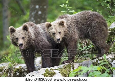 Stock Image - European brown bear (Ursus arctos arctos), two young siblings, Notranjska Region, Slovenia, Europe. Fotosearch