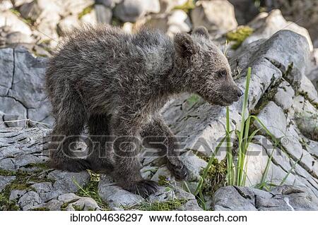 Stock Photo - European brown bear (Ursus arctos arctos), young animal, Notranjska Region, Slovenia, Europe. Fotosearch
