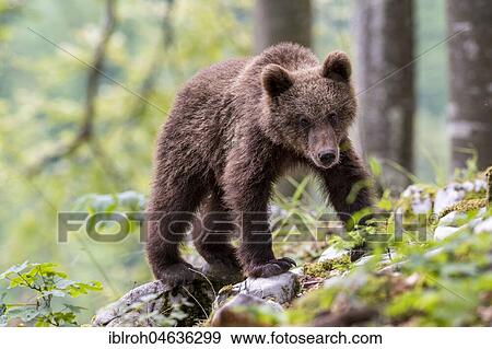 Stock Photo - European brown bear (Ursus arctos arctos), young animal in the forest, Notranjska Region, Slovenia, Europe. Fotosearch