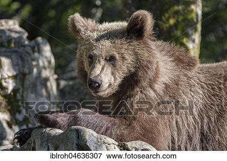 Stock Photo - European brown bear (Ursus arctos arctos), Notranjska Region, Slovenia, Europe. Fotosearch