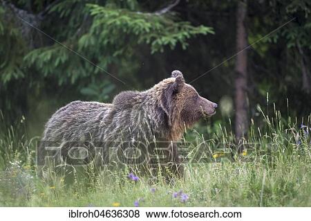 Stock Photo - European brown bear (Ursus arctos arctos) in a meadow, Notranjska Region, Slovenia, Europe. Fotosearch