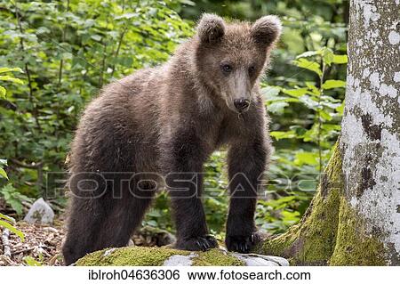 European brown bear (Ursus arctos arctos), Notranjska Region, Slovenia, Europe View Large Photo Image Stock Photograph - European brown bear (Ursus arctos arctos), Notranjska Region, Slovenia, Europe. Fotosearch