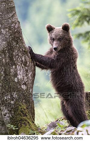 European brown bear (Ursus arctos arctos), young animal standing on a tree, Notranjska Region, Slovenia, Europe View Large Photo Image Stock Photography - European brown bear (Ursus arctos arctos), young animal standing on a tree, Notranjska Region, Slovenia, Europe. Fotosearch