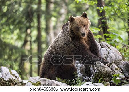 Stock Photography - European brown bear (Ursus arctos arctos), male, Notranjska Region, Slovenia, Europe. Fotosearch