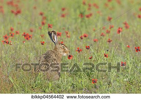 Stock Image - European hare (Lepus europaeus) eats prickly poppy (Papaver argemone), Saxony, Germany, Europe. Fotosearch