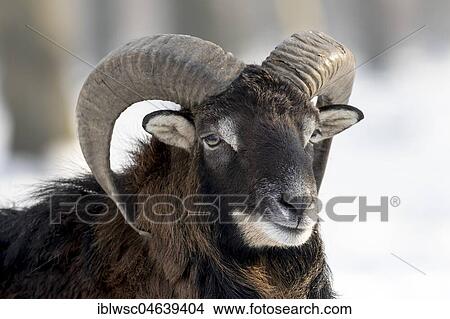 European mouflon (Ovis orientalis musimon), ram, animal portrait, Vulkaneifel, Rhineland-Palatinate, Germany, Europe View Large Photo Image Picture - European mouflon (Ovis orientalis musimon), ram, animal portrait, Vulkaneifel, Rhineland-Palatinate, Germany, Europe. Fotosearch