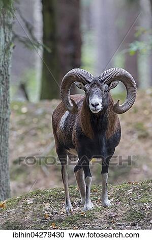 Stock Image - European mouflon (Ovis orientalis musimon) male, ram, Saxony, Germany, Europe. Fotosearch