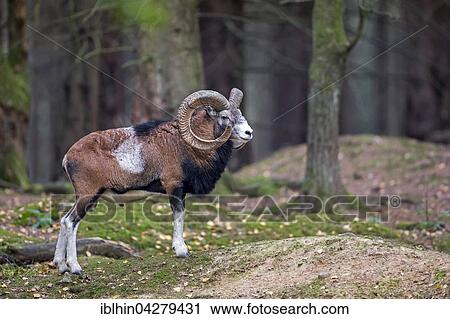 Stock Image - European mouflon (Ovis orientalis musimon) male, ram, Saxony, Germany, Europe. Fotosearch