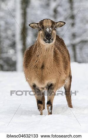 European mouflon (Ovis orientalis musimon), female in snow, volcanic eifel, Rhineland-Palatinate, Germany, Europe View Large Photo Image Stock Image - European mouflon (Ovis orientalis musimon), female in snow, volcanic eifel, Rhineland-Palatinate, Germany, Europe. Fotosearch