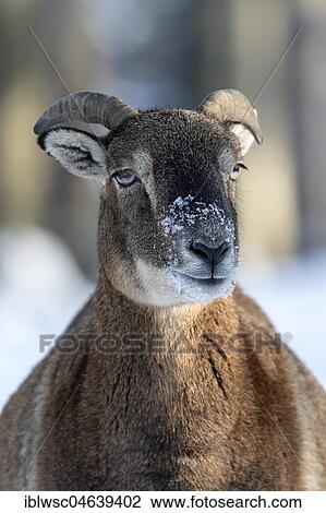 European mouflon (Ovis orientalis musimon), ram, young animal, animal portrait, Vulkaneifel, Rhineland-Palatinate, Germany, Europe View Large Photo Image Stock Image - European mouflon (Ovis orientalis musimon), ram, young animal, animal portrait, Vulkaneifel, Rhineland-Palatinate, Germany, Europe. Fotosearch