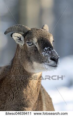 European mouflon (Ovis orientalis musimon), ram, young animal, animal portrait, Vulkaneifel, Rhineland-Palatinate, Germany, Europe View Large Photo Image Stock Image - European mouflon (Ovis orientalis musimon), ram, young animal, animal portrait, Vulkaneifel, Rhineland-Palatinate, Germany, Europe. Fotosearch