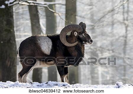 European mouflon (Ovis orientalis musimon), ram in the snow, Vulkaneifel, Rhineland-Palatinate, Germany, Europe View Large Photo Image Stock Image - European mouflon (Ovis orientalis musimon), ram in the snow, Vulkaneifel, Rhineland-Palatinate, Germany, Europe. Fotosearch