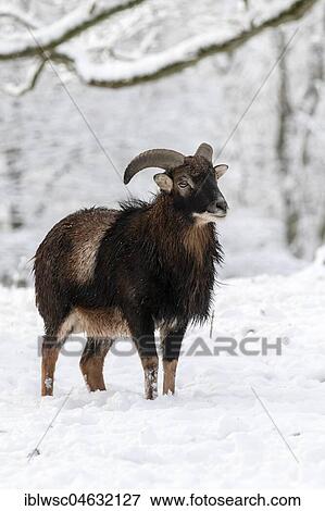 Stock Photo - European mouflon (Ovis orientalis musimon), Aries stands in the snow, Vulkaneifel, Rhineland-Palatinate, Germany, Europe. Fotosearch