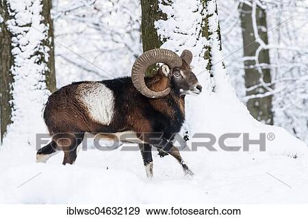 Stock Photo - European mouflon (Ovis orientalis musimon), Aries running in the snow, Vulkaneifel, Rhineland-Palatinate, Germany, Europe. Fotosearch