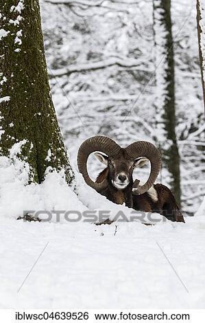 European mouflon (Ovis orientalis musimon), ram, sits in the snow, Vulkaneifel, Rhineland-Palatinate, Germany, Europe View Large Photo Image Stock Photograph - European mouflon (Ovis orientalis musimon), ram, sits in the snow, Vulkaneifel, Rhineland-Palatinate, Germany, Europe. Fotosearch