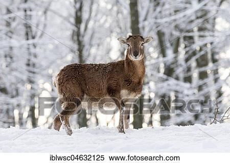 European mouflon (Ovis orientalis musimon), female in snow, volcanic eifel, Rhineland-Palatinate, Germany, Europe View Large Photo Image Stock Photography - European mouflon (Ovis orientalis musimon), female in snow, volcanic eifel, Rhineland-Palatinate, Germany, Europe. Fotosearch