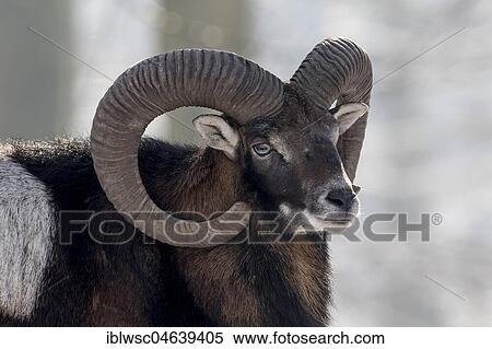 Stock Photography - European mouflon (Ovis orientalis musimon), ram, animal portrait, Vulkaneifel, Rhineland-Palatinate, Germany, Europe. Fotosearch