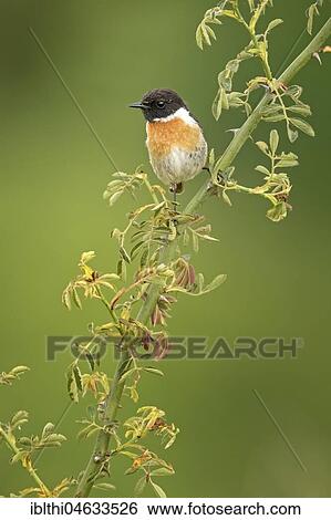 European stonechat (Saxicola rubicola), male, Saxony-Anhalt, Germany, Europe View Large Photo Image Stock Photograph - European stonechat (Saxicola rubicola), male, Saxony-Anhalt, Germany, Europe. Fotosearch