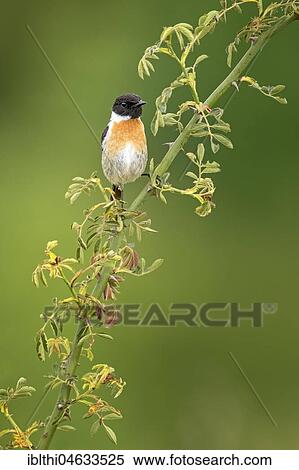 Stock Photography - European stonechat (Saxicola rubicola), male, Saxony-Anhalt, Germany, Europe. Fotosearch