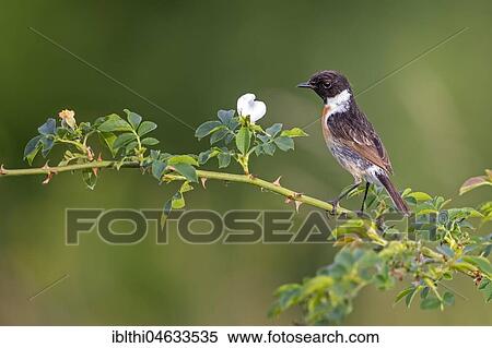 Stock Photography - European stonechat (Saxicola rubicola), Male, Saxony-Anhalt, Germany, Europe. Fotosearch