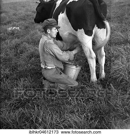 Stock Image - Farmer milking a cow, around Freiburg ca. 1945 to 1955. Fotosearch