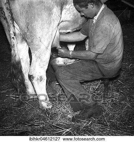Farmer milking a cow, ca. 1945 to 1955, near Freiburg, Germany, Europe View Large Photo Image Stock Photo - Farmer milking a cow, ca. 1945 to 1955, near Freiburg, Germany, Europe. Fotosearch