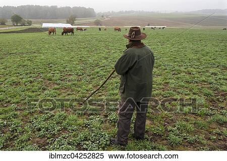 Farmer tending his Salers cattle in meadow, grass and clover meadow, Middle Franconia, Bavaria, Germany, Europe View Large Photo Image Stock Photography - Farmer tending his Salers cattle in meadow, grass and clover meadow, Middle Franconia, Bavaria, Germany, Europe. Fotosearch