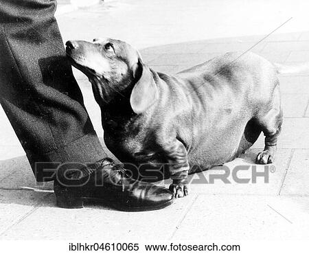 Fat Dachshund and his master, Mexico City, Mexico, Central America View Large Photo Image Stock Photography - Fat Dachshund and his master, Mexico City, Mexico, Central America. Fotosearch