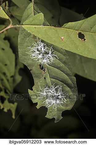 (Flatida) Late-stage larval cicada nymphs, Flatidae family, Danum Valley Protected Zone (Danum Valley Conservation Area), Sabah, Borneo, Malaysia, Asia View Large Photo Image Stock Image - (Flatida) Late-stage larval cicada nymphs, Flatidae family, Danum Valley Protected Zone (Danum Valley Conservation Area), Sabah, Borneo, Malaysia, Asia. Fotosearch