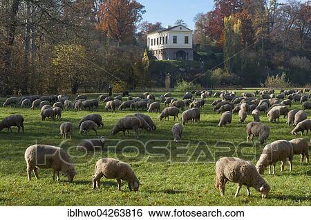 Stock Photograph - Flock of sheep in the park by the Ilm, Roman house behind, UNESCO Classical Weimar, Weimar, Thuringia, Germany, Europe. Fotosearch