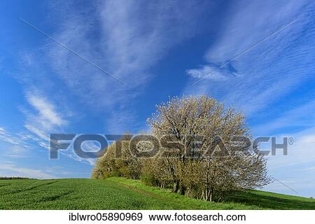 Flowering cherry tree on the way, Bad Doberan, Mecklenburg-Western Pomerania, Germany, Europe View Large Photo Image Stock Photo - Flowering cherry tree on the way, Bad Doberan, Mecklenburg-Western Pomerania, Germany, Europe. Fotosearch