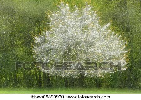 Flowering cherry tree ( Prunus avium) in spring landscape, Schaalsee Biosphere Reserve, Zarrentin, Mecklenburg-Western Pomerania, Germany, Europe View Large Photo Image Stock Image - Flowering cherry tree ( Prunus avium) in spring landscape, Schaalsee Biosphere Reserve, Zarrentin, Mecklenburg-Western Pomerania, Germany, Europe. Fotosearch