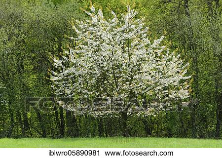 Flowering cherry tree ( Prunus avium) in spring landscape, Schaalsee Biosphere Reserve, Zarrentin, Mecklenburg-Western Pomerania, Germany, Europe View Large Photo Image Stock Image - Flowering cherry tree ( Prunus avium) in spring landscape, Schaalsee Biosphere Reserve, Zarrentin, Mecklenburg-Western Pomerania, Germany, Europe. Fotosearch