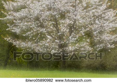 Flowering cherry tree( Prunus avium), Schaalsee Biosphere Reserve, Zarrentin, Mecklenburg-Western Pomerania, Germany, Europe View Large Photo Image Stock Image - Flowering cherry tree( Prunus avium), Schaalsee Biosphere Reserve, Zarrentin, Mecklenburg-Western Pomerania, Germany, Europe. Fotosearch
