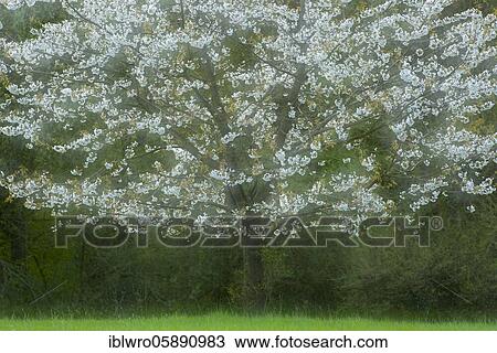 Flowering cherry tree( Prunus avium), Schaalsee Biosphere Reserve, Zarrentin, Mecklenburg-Western Pomerania, Germany, Europe View Large Photo Image Stock Image - Flowering cherry tree( Prunus avium), Schaalsee Biosphere Reserve, Zarrentin, Mecklenburg-Western Pomerania, Germany, Europe. Fotosearch