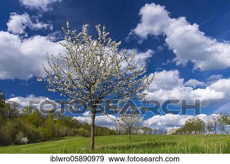 Flowering cherry tree ( Prunus avium) in spring landscape, Schaalsee Biosphere Reserve, Zarrentin, Mecklenburg-Western Pomerania, Germany, Europe View Large Photo Image Stock Photo - Flowering cherry tree ( Prunus avium) in spring landscape, Schaalsee Biosphere Reserve, Zarrentin, Mecklenburg-Western Pomerania, Germany, Europe. Fotosearch