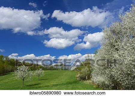 Flowering fruit trees in spring landscape, Schaalsee Biosphere Reserve, Zarrentin, Mecklenburg-Western Pomerania, Germany, Europe View Large Photo Image Stock Image - Flowering fruit trees in spring landscape, Schaalsee Biosphere Reserve, Zarrentin, Mecklenburg-Western Pomerania, Germany, Europe. Fotosearch