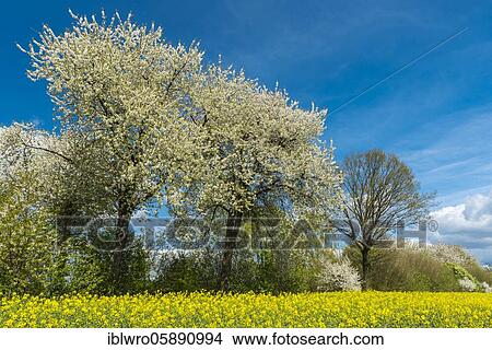 Picture - Flowering fruit trees in the rape field, Schaalsee Biosphere Reserve, Zarrentin, Mecklenburg-Western Pomerania, Germany, Europe. Fotosearch