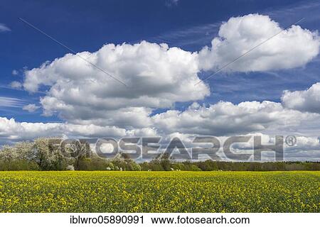 Flowering fruit trees in the rape field, Schaalsee Biosphere Reserve, Zarrentin, Mecklenburg-Western Pomerania, Germany, Europe View Large Photo Image Stock Image - Flowering fruit trees in the rape field, Schaalsee Biosphere Reserve, Zarrentin, Mecklenburg-Western Pomerania, Germany, Europe. Fotosearch