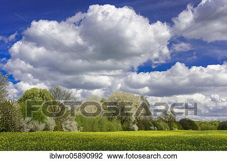 Flowering fruit trees in the rape field, Schaalsee Biosphere Reserve, Zarrentin, Mecklenburg-Western Pomerania, Germany, Europe View Large Photo Image Stock Image - Flowering fruit trees in the rape field, Schaalsee Biosphere Reserve, Zarrentin, Mecklenburg-Western Pomerania, Germany, Europe. Fotosearch